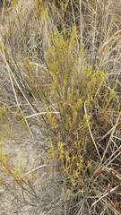 Baccharis boliviensis