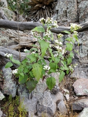 Ageratina herbacea