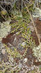 Selaginella peruviana