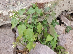 Ageratina herbacea