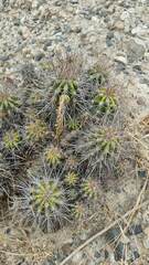 Echinopsis bridgesii