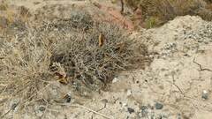 Tillandsia capillaris