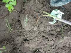 Helicorthomorpha holstii