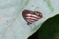 Euptychia