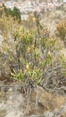 Lophopappus foliosus