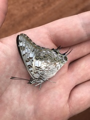 Charaxes achaemenes