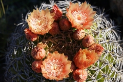 Eriosyce curvispina