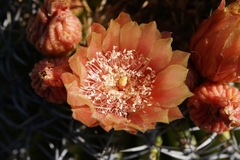 Eriosyce curvispina