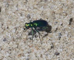 Cicindela pimeriana