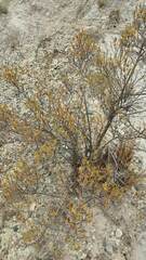 Lophopappus foliosus