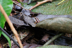 Silverstoneia flotator