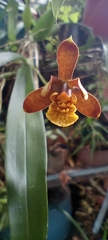 Prosthechea livida