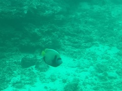 Pomacanthus imperator