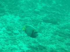 Pomacanthus imperator