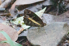 Posttaygetis penelea