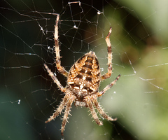 Araneus diadematus