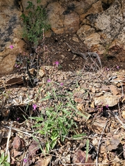 Cyphomeris gypsophiloides