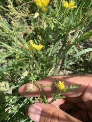 Rorippa sinuata