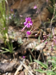 Cyphomeris gypsophiloides