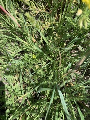 Rorippa sinuata