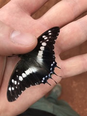 Charaxes achaemenes