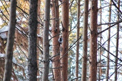 Picoides tridactylus