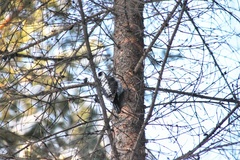 Picoides tridactylus