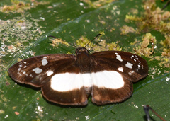Milanion cramba