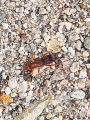 Compsocryptus texensis