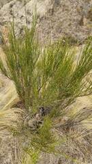 Ephedra americana