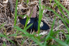 Altinote ozomene nox