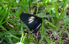 Altinote ozomene nox