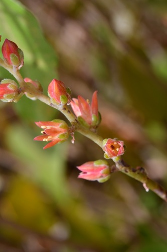 Echeveria goldmanii