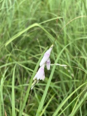 Dierama