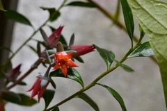 Echeveria prunina