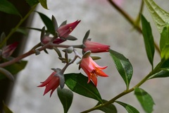Echeveria prunina