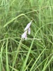 Dierama