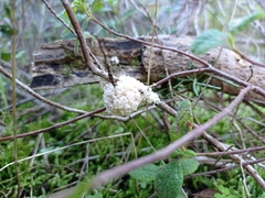Didymium mucilago