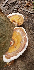Ganoderma zonatum