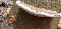 Ganoderma zonatum