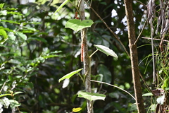Disciphania lobata