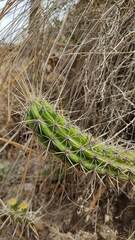 Corryocactus melanotrichus