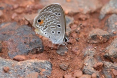 Euchrysops