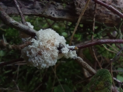 Didymium mucilago