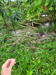 Paspalum paniculatum