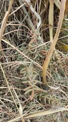 Pellaea ternifolia