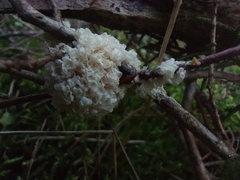 Didymium mucilago