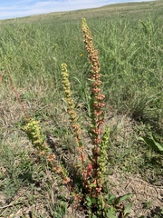 Rumex stenophyllus