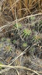 Echinopsis bridgesii