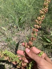 Rumex stenophyllus